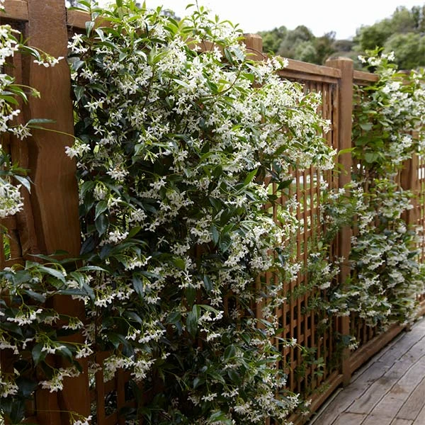 Star Jasmine Vine