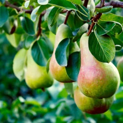Summercrisp Pear Tree