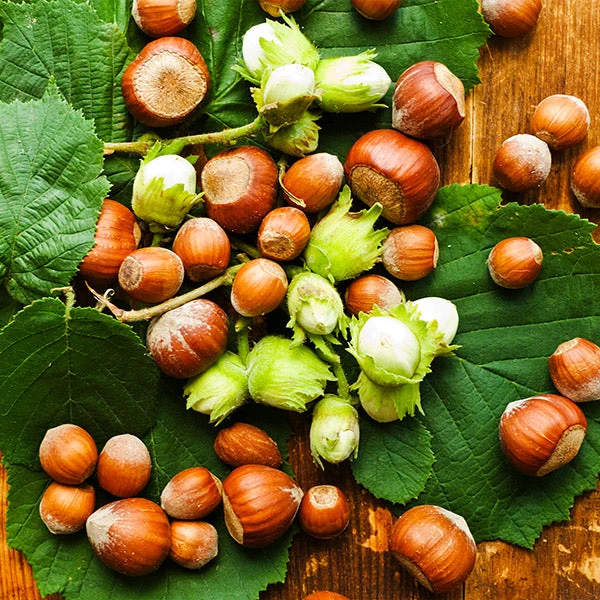 Theta Filbert Hazelnut Tree