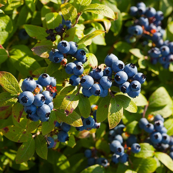 Toro Blueberry Bush