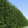 Thuja Green Giant Tree