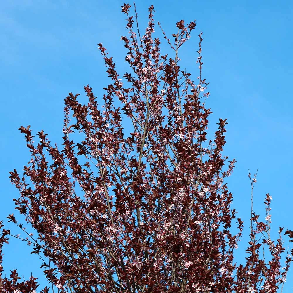 Thundercloud Plum Tree - Image 3