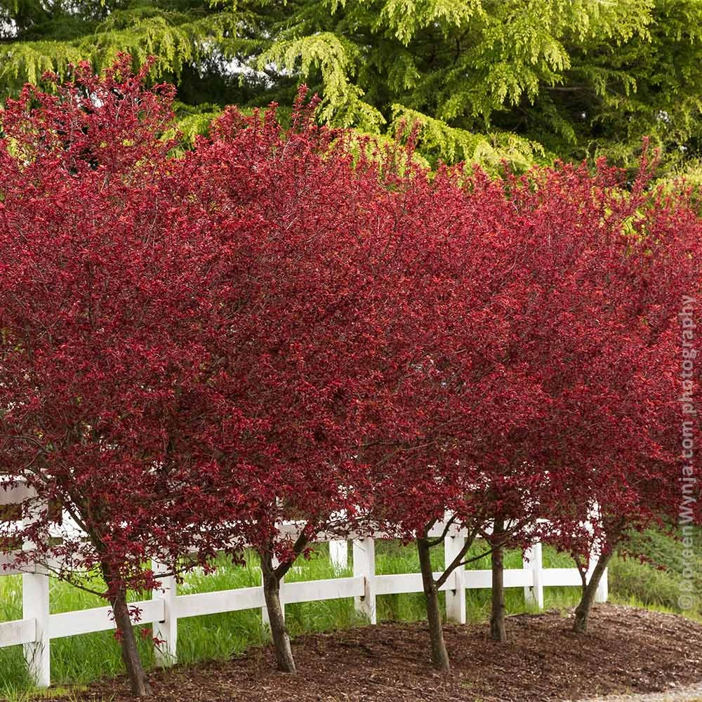 Thundercloud Plum Tree - Image 5