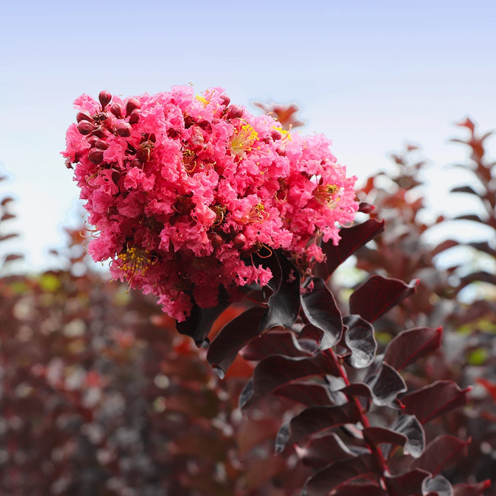 Thunderstruck™ Coral Boom™ Crape Myrtle - Image 3