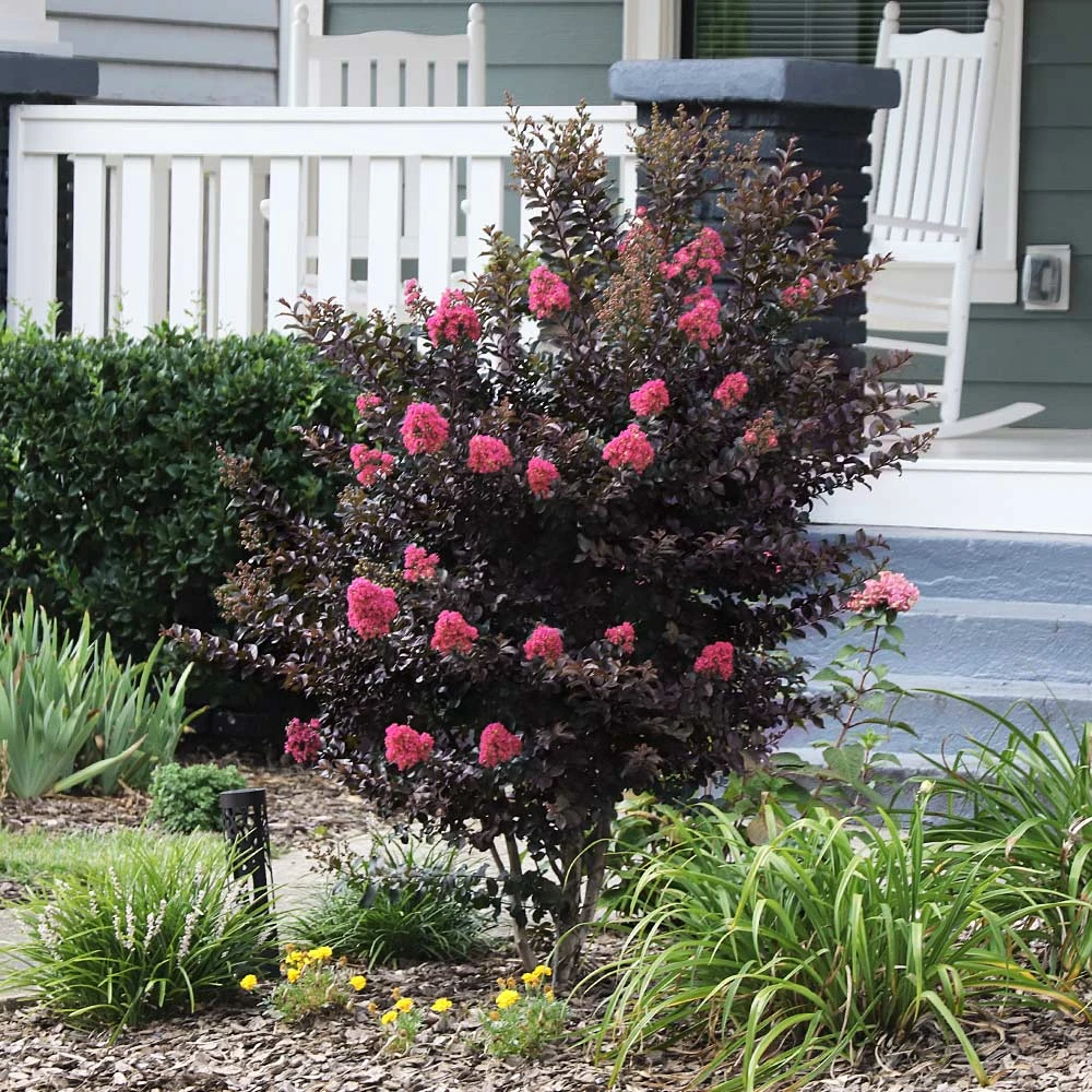 Thunderstruck™ Coral Boom™ Crape Myrtle - Image 2