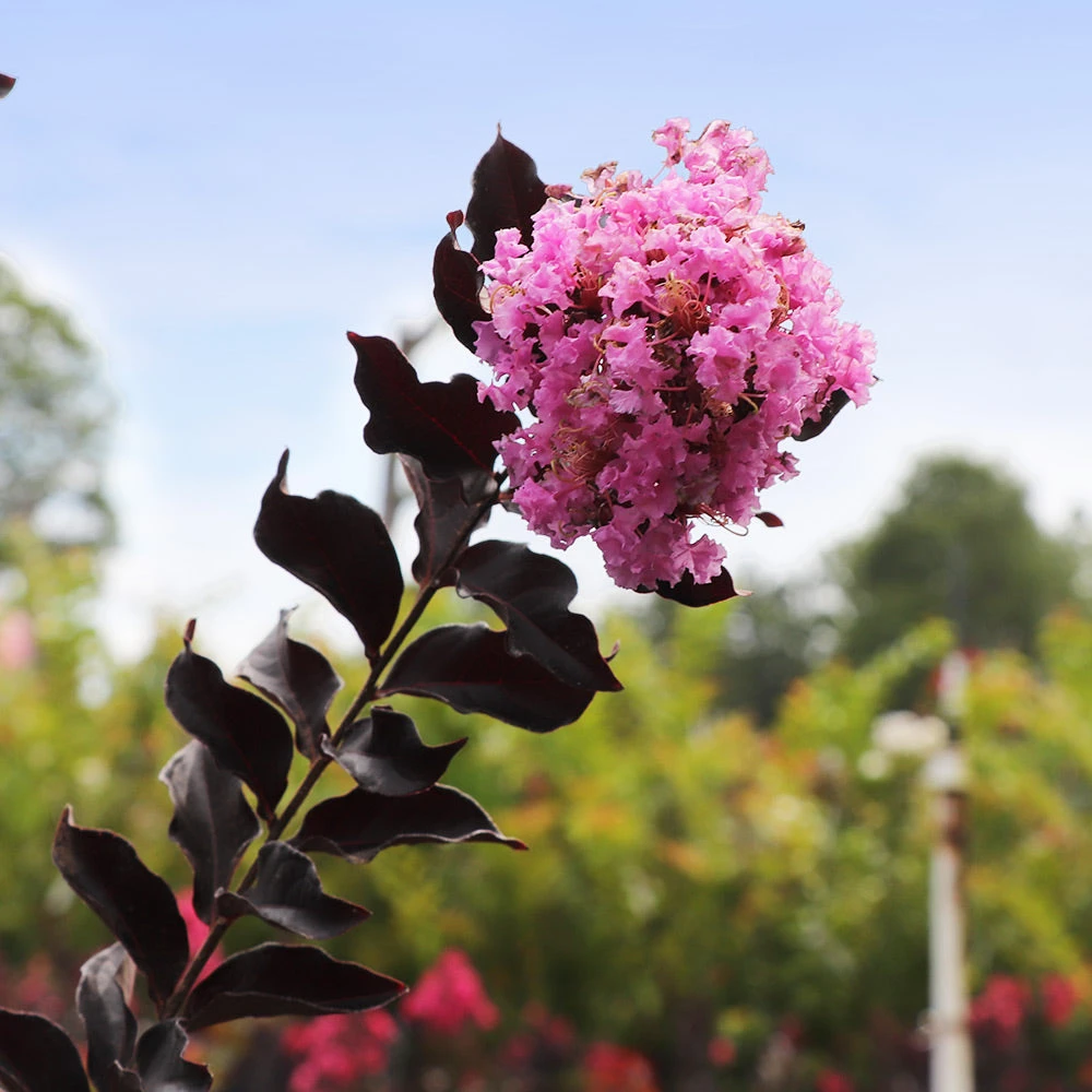 Thunderstruck™ Lavender Blast™ Crape Myrtle - Image 2