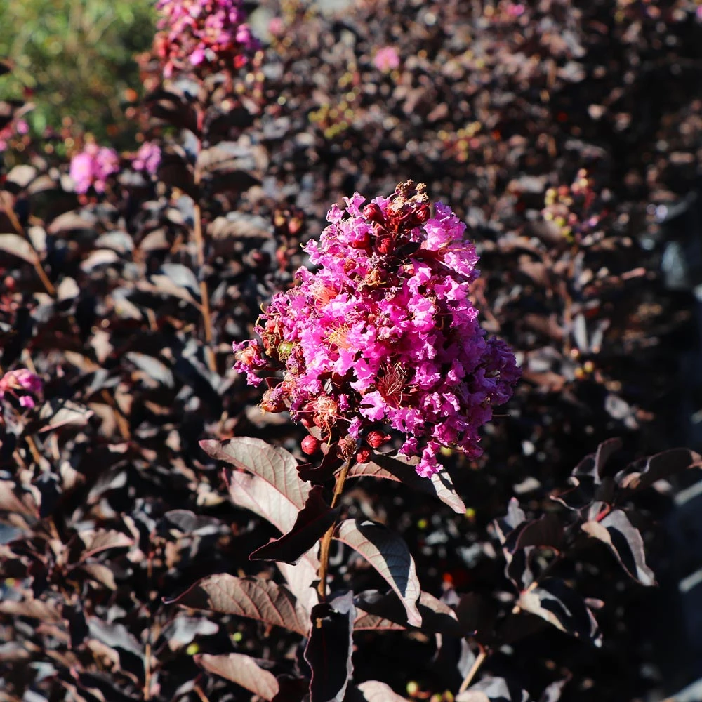 Thunderstruck™ Lavender Blast™ Crape Myrtle - Image 4