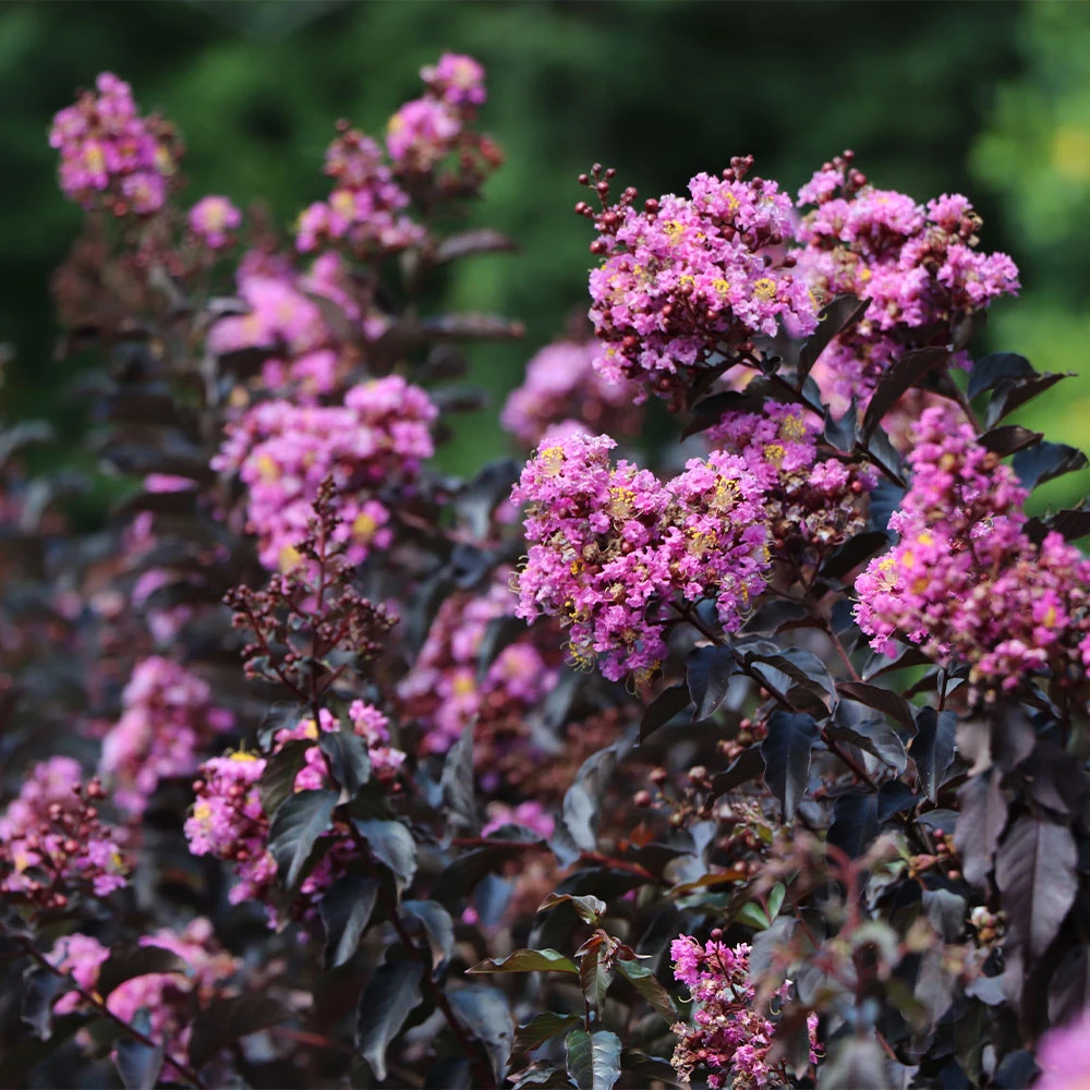 Thunderstruck™ Lavender Blast™ Crape Myrtle - Image 3