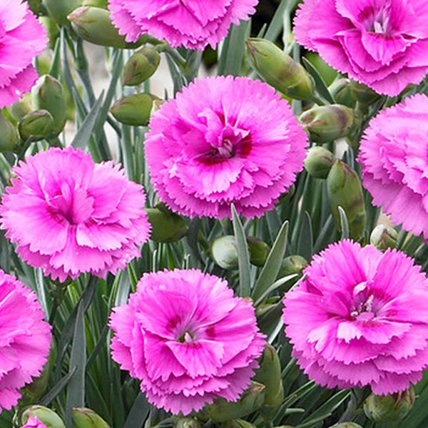 Scent First® Tickled Pink Dianthus