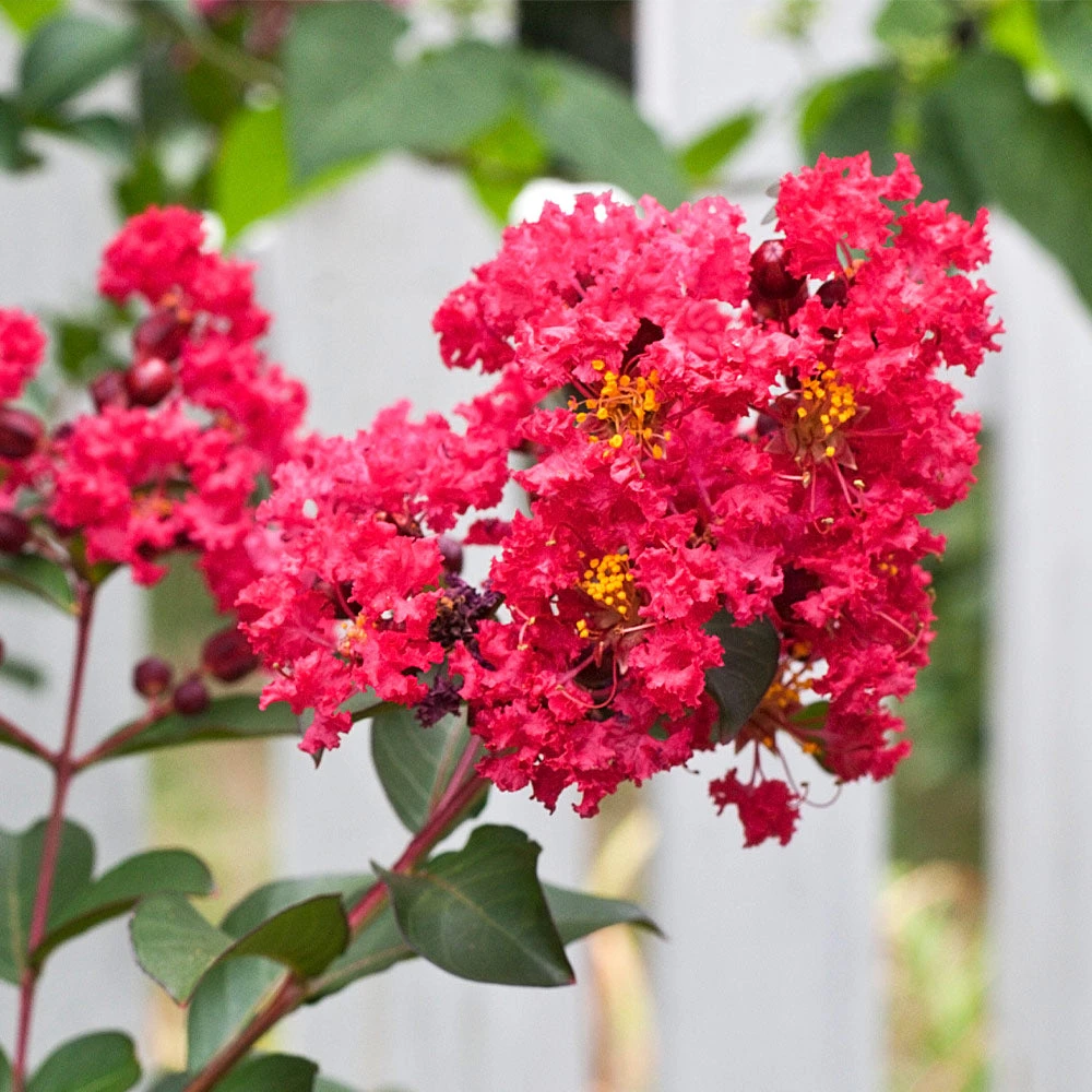Tonto Red Crape Myrtle Tree - Image 4