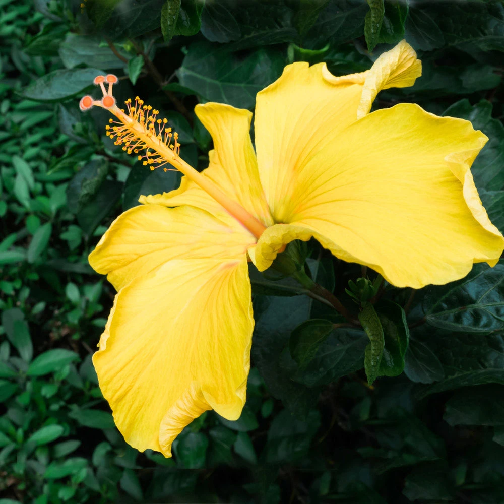 Yellow Tropical Hibiscus Tree - Image 3