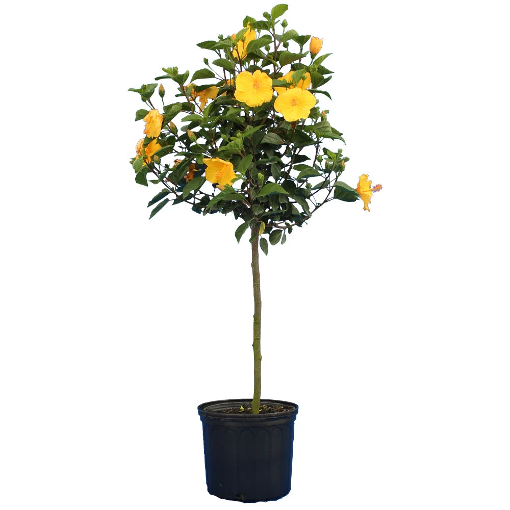 Yellow Tropical Hibiscus Tree - Image 4