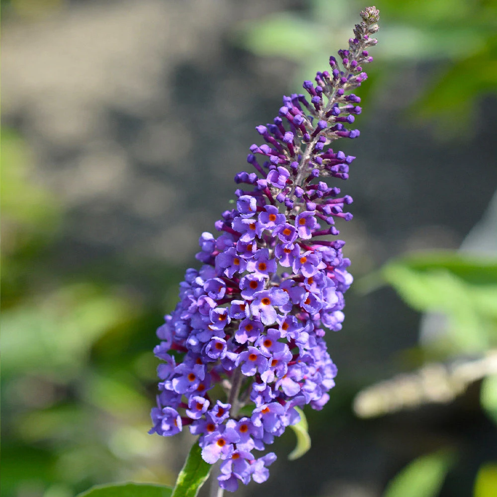 True Blue Butterfly Bush (Tree Form) - Image 2
