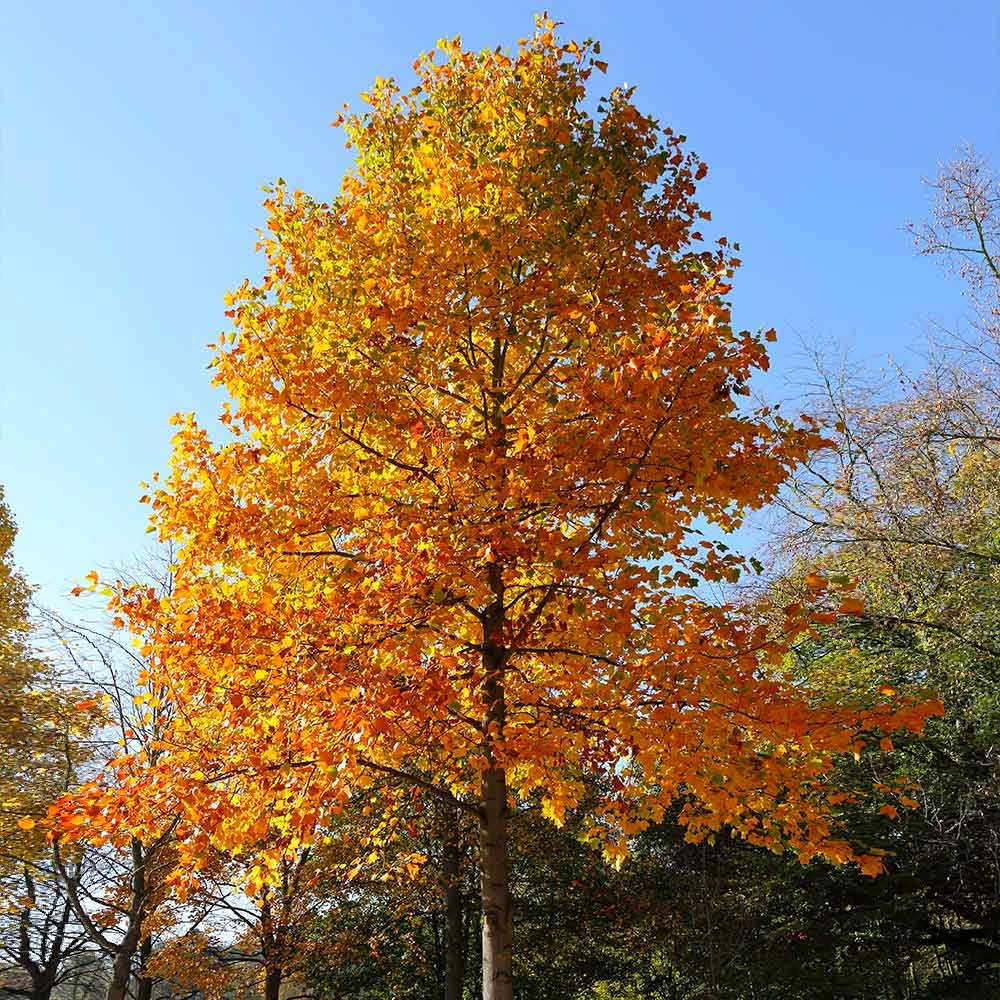 Tulip Poplar Tree - Image 2
