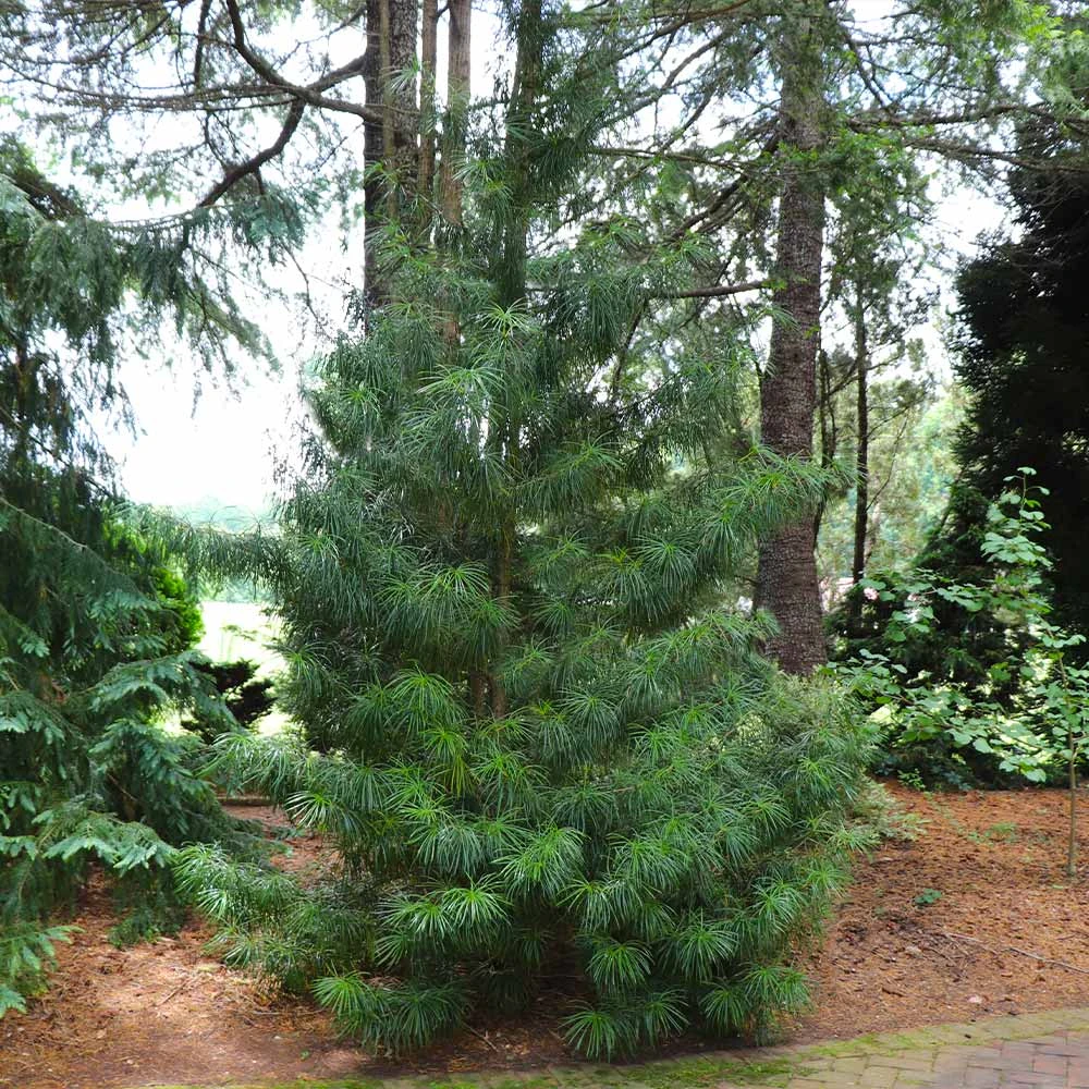 Japanese Umbrella Pine Tree - Image 2