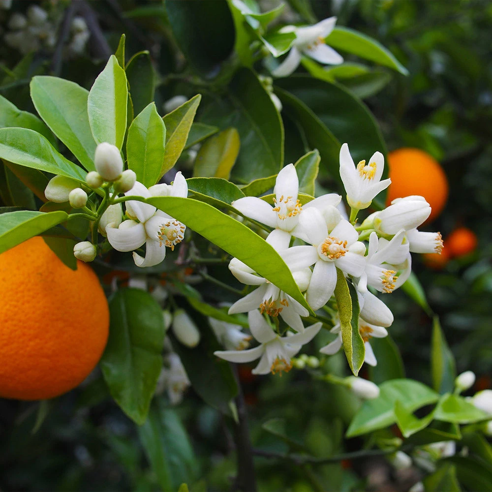 Valencia Orange Tree - Image 3
