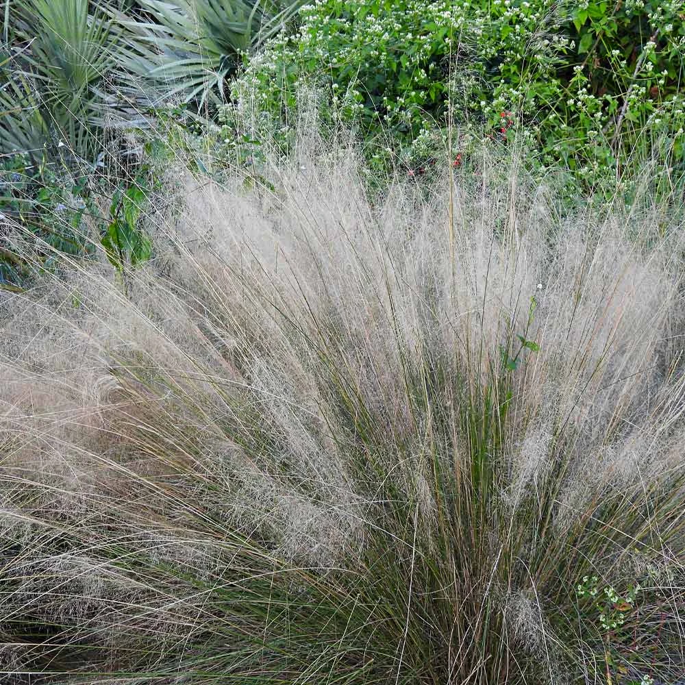 White Cloud Muhly Grass - Image 3