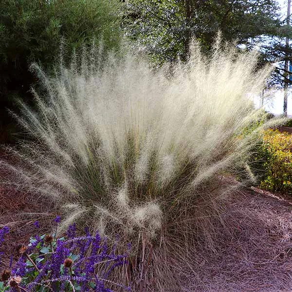 White Cloud Muhly Grass