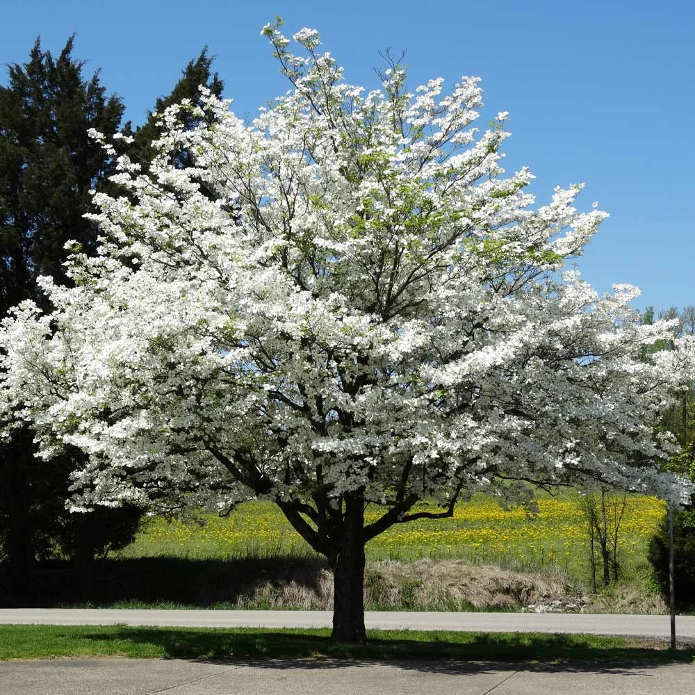 White Dogwood Tree - Image 2