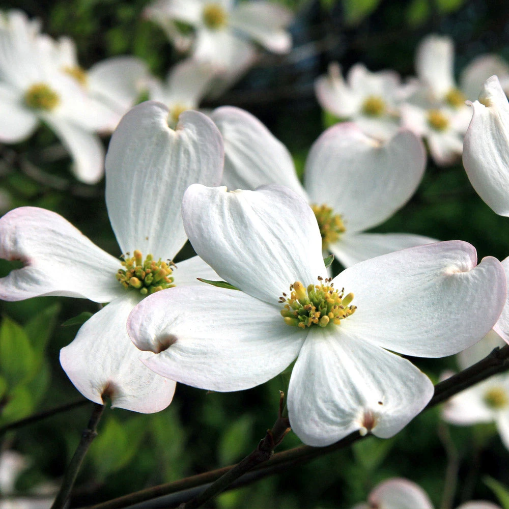 White Dogwood Tree - Image 3