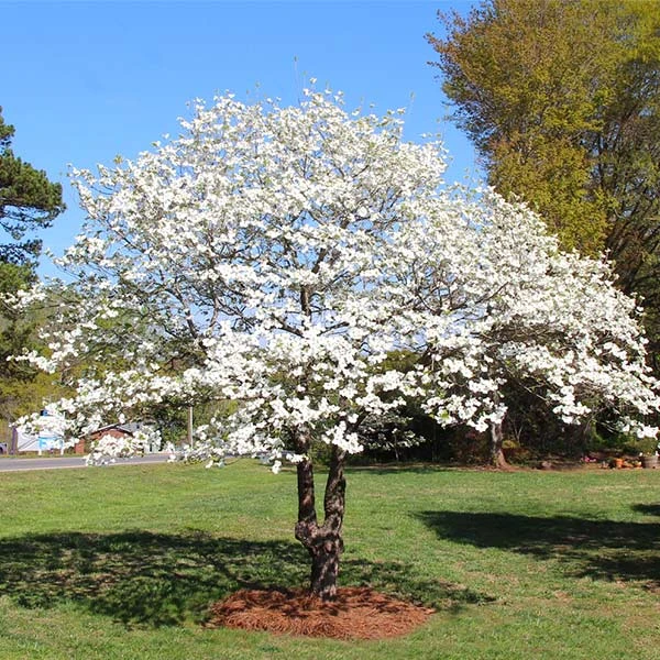 White Dogwood Tree - Image 5