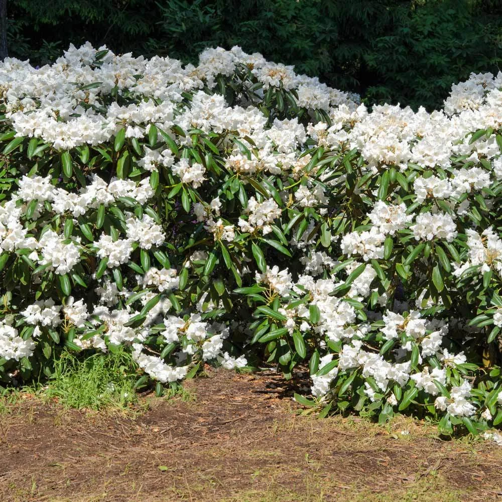 White Rhododendron Shrub - Image 2