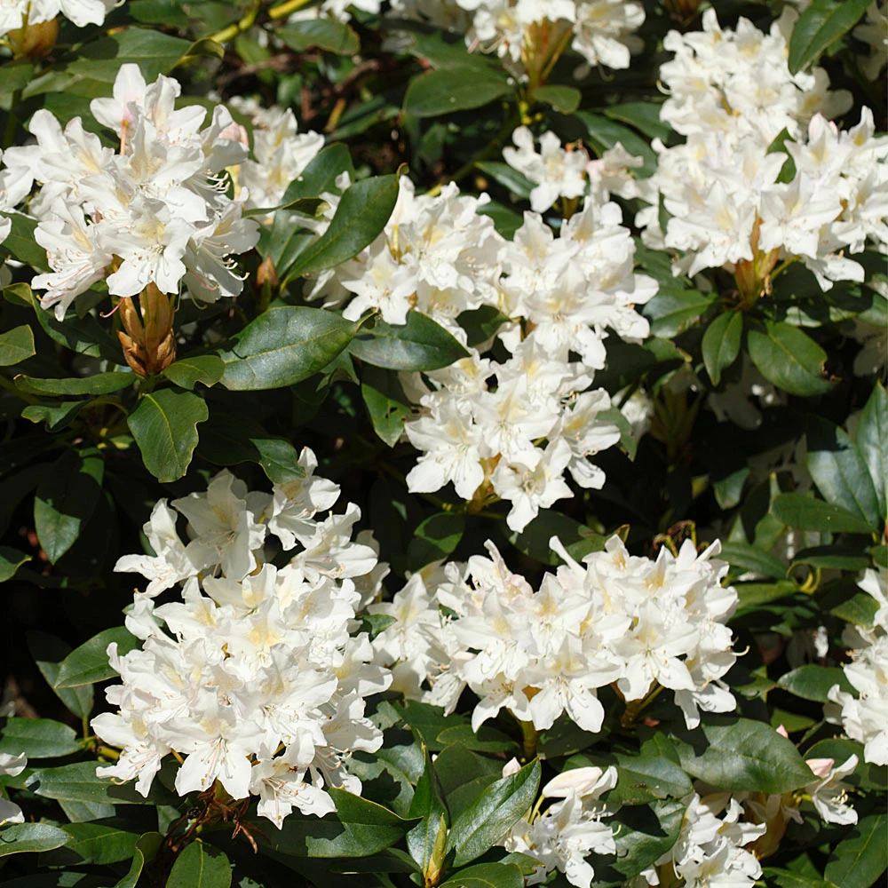 White Rhododendron Shrub - Image 3