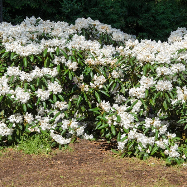 White Rhododendron Shrub