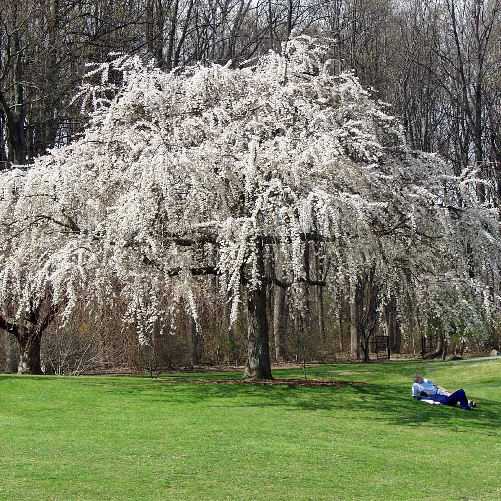 White Weeping Cherry Tree - Image 2