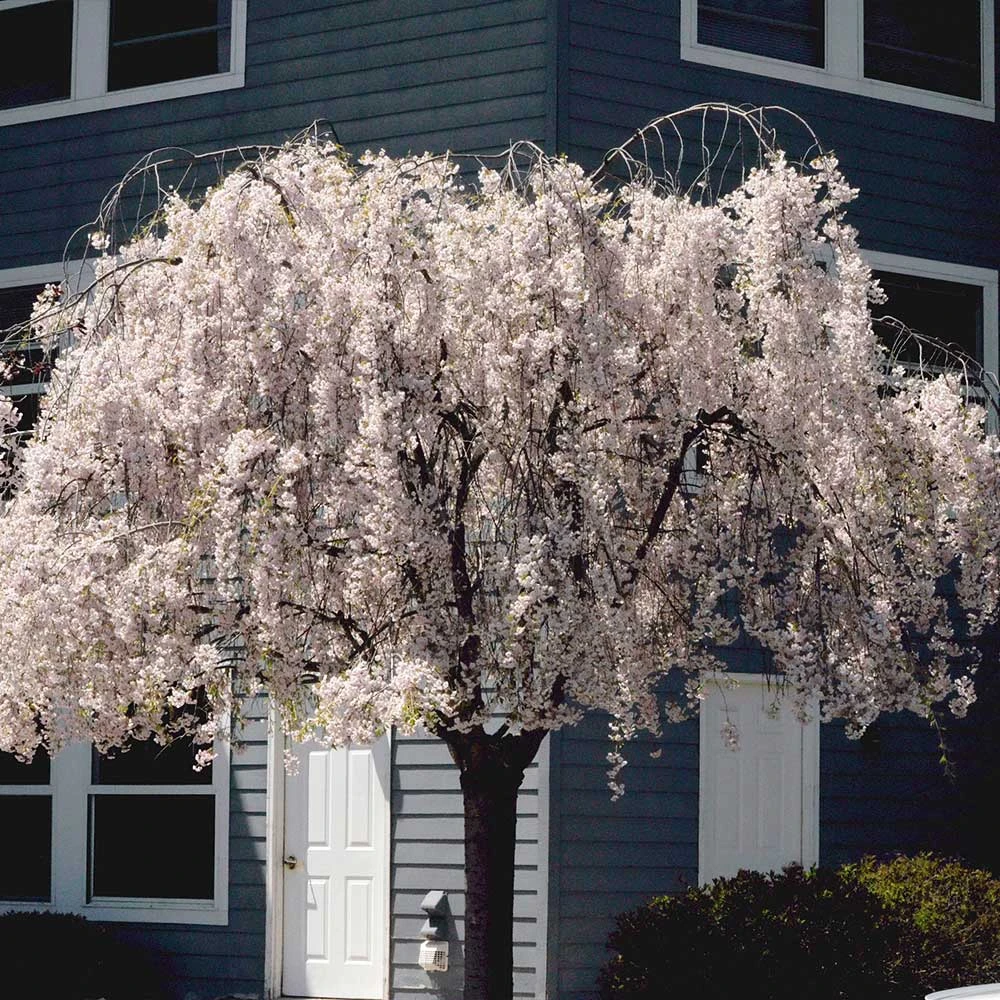 White Weeping Cherry Tree - Image 4