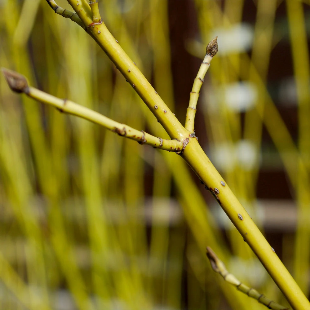 Yellow Twig Dogwood Shrub - Image 5