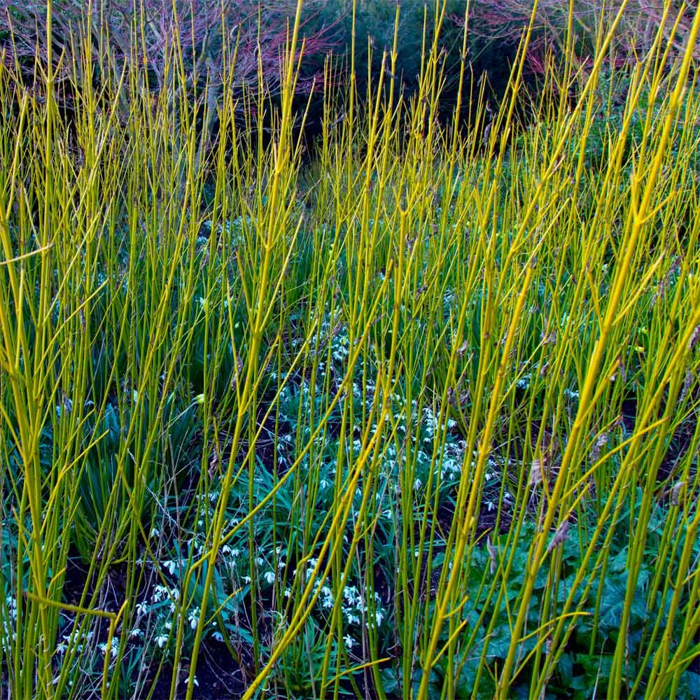 Yellow Twig Dogwood Shrub - Image 2
