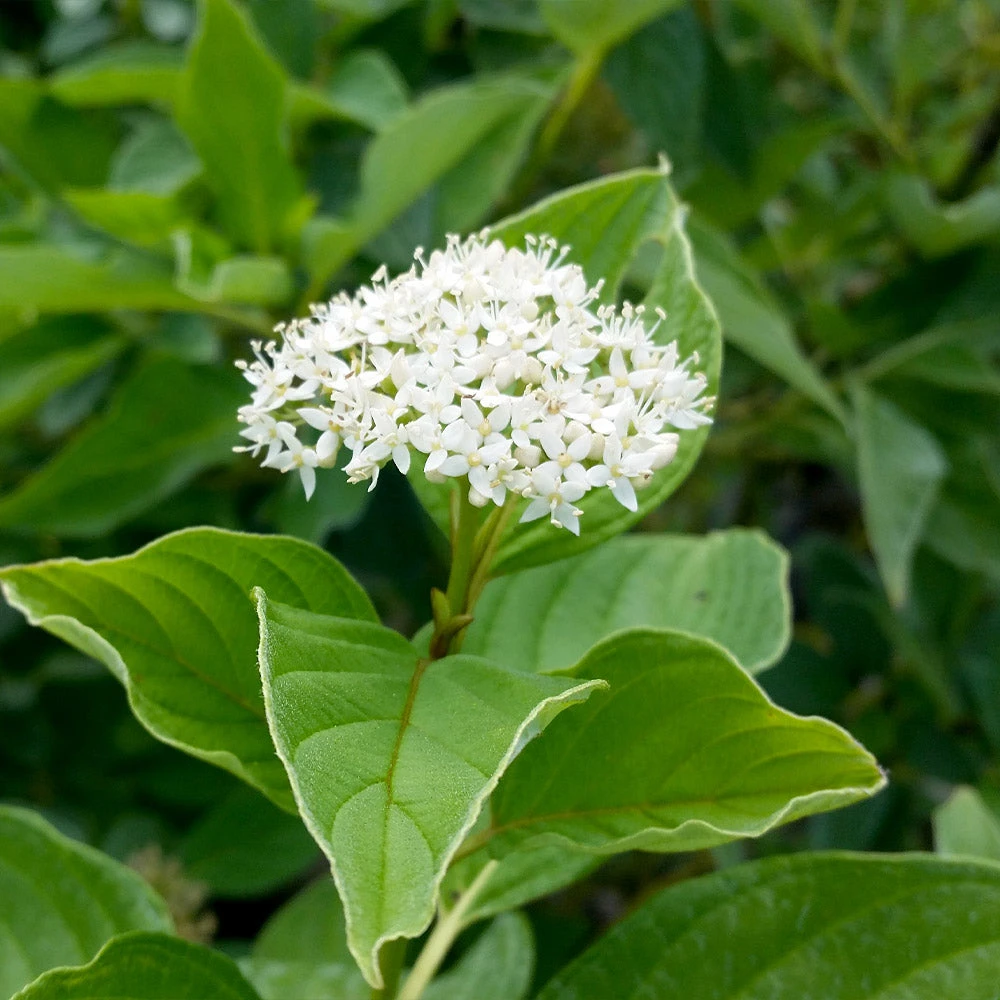 Yellow Twig Dogwood Shrub - Image 6