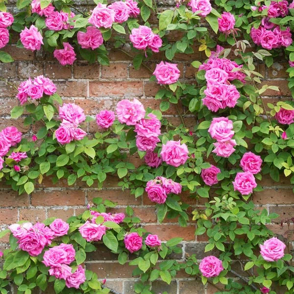 Zephirine Drouhin Climbing Rose - Image 2