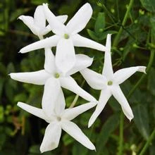 Angel Wing Jasmine Shrub