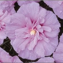 Lavender Rose Of Sharon Althea Shrub