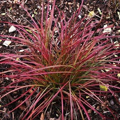 Little Miss Grass - Image 2