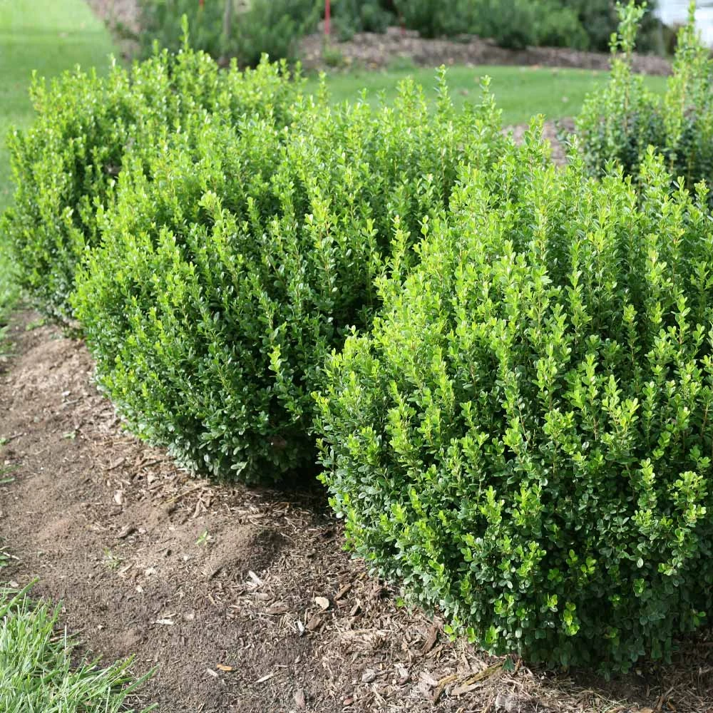 Sprinter® Boxwood Shrub - Image 3